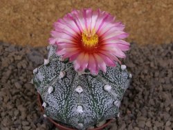 Astrophytum capricorne X red flower akabana červený květ, květináč 7 cm