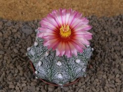 Astrophytum capricorne X red flower akabana červený květ, květináč 7 cm - 12414368