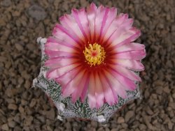 Astrophytum capricorne X red flower akabana červený květ, květináč 7 cm - 12414369