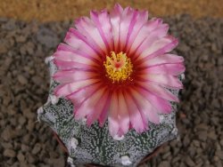 Astrophytum capricorne X red flower akabana červený květ, květináč 7 cm - 12414370