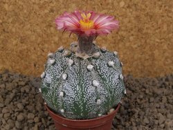 Astrophytum capricorne X red flower akabana červený květ, květináč 7 cm - 12414371