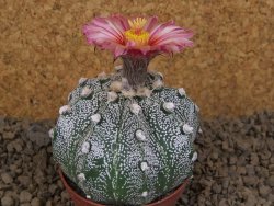 Astrophytum capricorne X red flower akabana červený květ, květináč 7 cm - 12414372