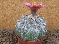 Astrophytum capricorne X red flower akabana červený květ, květináč 7 cm - 12414373
