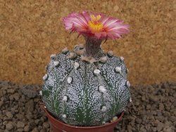 Astrophytum capricorne X red flower akabana červený květ, květináč 7 cm - 12414374