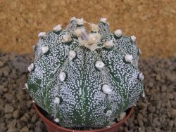 Astrophytum capricorne X red flower akabana červený květ, květináč 7 cm - 12414375