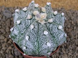 Astrophytum capricorne X red flower akabana červený květ, květináč 7 cm - 12414376