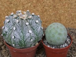 Astrophytum capricorne X red flower akabana červený květ, květináč 7 cm - 12414377