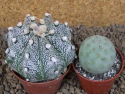Astrophytum capricorne X red flower akabana červený květ, květináč 7 cm - 12414378