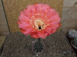 Echinopsis hybrid, květináč 5,5 cm - 12414435