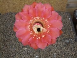 Echinopsis hybrid, květináč 5,5 cm - 12414436