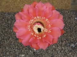 Echinopsis hybrid, květináč 5,5 cm - 12414437
