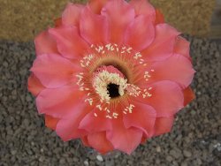 Echinopsis hybrid, květináč 5,5 cm