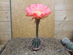 Echinopsis hybrid, květináč 5,5 cm - 12414439