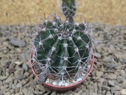 Echinopsis hybrid, květináč 5,5 cm - 12414440