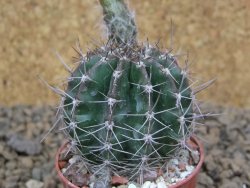 Echinopsis hybrid, květináč 5,5 cm - 12414441