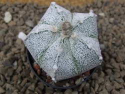 Astrophytum Z Jasenné květináč 5,5 cm