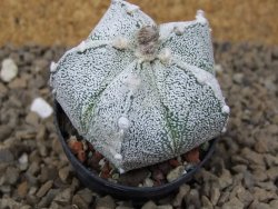 Astrophytum Z Jasenné květináč 5,5 cm - 12414466