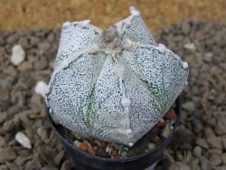 Astrophytum Z Jasenné květináč 5,5 cm - 12414467