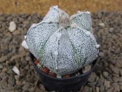 Astrophytum Z Jasenné květináč 5,5 cm - 12414468