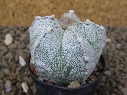Astrophytum Z Jasenné květináč 5,5 cm - 12414469