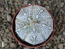 Astrophytum Z Jasenné květináč 5,5 cm - 12414470