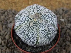 Astrophytum Z Jasenné květináč 5,5 cm - 12414472