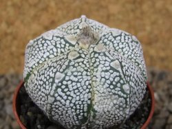 Astrophytum Z Jasenné květináč 5,5 cm - 12414473