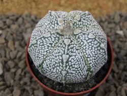 Astrophytum Z Jasenné květináč 5,5 cm - 12414474