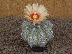Astrophytum Z Jasenné květináč 5,5 cm