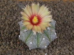 Astrophytum Z Jasenné květináč 5,5 cm - 12414476