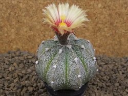 Astrophytum Z Jasenné květináč 5,5 cm - 12414477