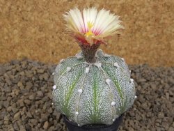 Astrophytum Z Jasenné květináč 5,5 cm - 12414478