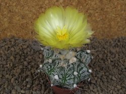 Astrophytum Z Jasenné květináč 5,5 cm - 12414490