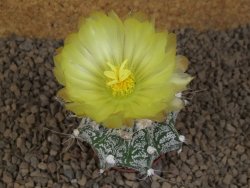 Astrophytum Z Jasenné květináč 5,5 cm