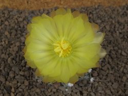 Astrophytum Z Jasenné květináč 5,5 cm - 12414492