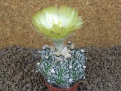 Astrophytum Z Jasenné květináč 5,5 cm - 12414493