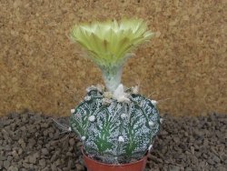 Astrophytum Z Jasenné květináč 5,5 cm - 12414494