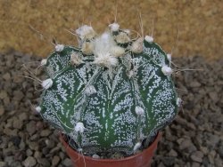 Astrophytum Z Jasenné květináč 5,5 cm - 12414495