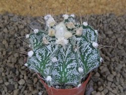 Astrophytum Z Jasenné květináč 5,5 cm - 12414496