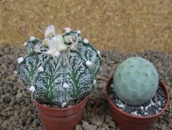 Astrophytum Z Jasenné květináč 5,5 cm - 12414497
