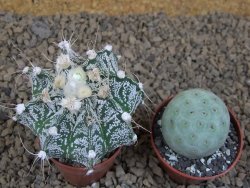 Astrophytum Z Jasenné květináč 5,5 cm - 12414498
