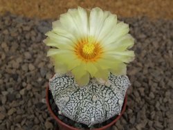 Astrophytum Z Jasenné květináč 5,5 cm