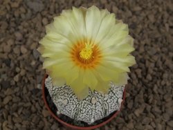 Astrophytum Z Jasenné květináč 5,5 cm - 12414500