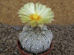 Astrophytum Z Jasenné květináč 5,5 cm - 12414501