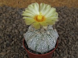 Astrophytum Z Jasenné květináč 5,5 cm - 12414502