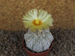 Astrophytum Z Jasenné květináč 5,5 cm - 12414503