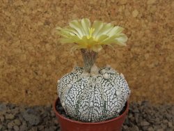 Astrophytum Z Jasenné květináč 5,5 cm - 12414504