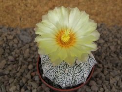Astrophytum Z Jasenné květináč 5,5 cm - 12414505