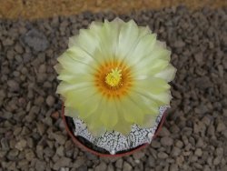 Astrophytum Z Jasenné květináč 5,5 cm - 12414506