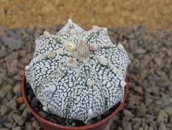 Astrophytum Z Jasenné květináč 5,5 cm - 12414507